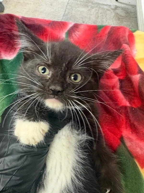 A young small-sized female Black & White / Tuxedo Domestic Short Hair cat named Stop for adoption in Cincinnati, OH