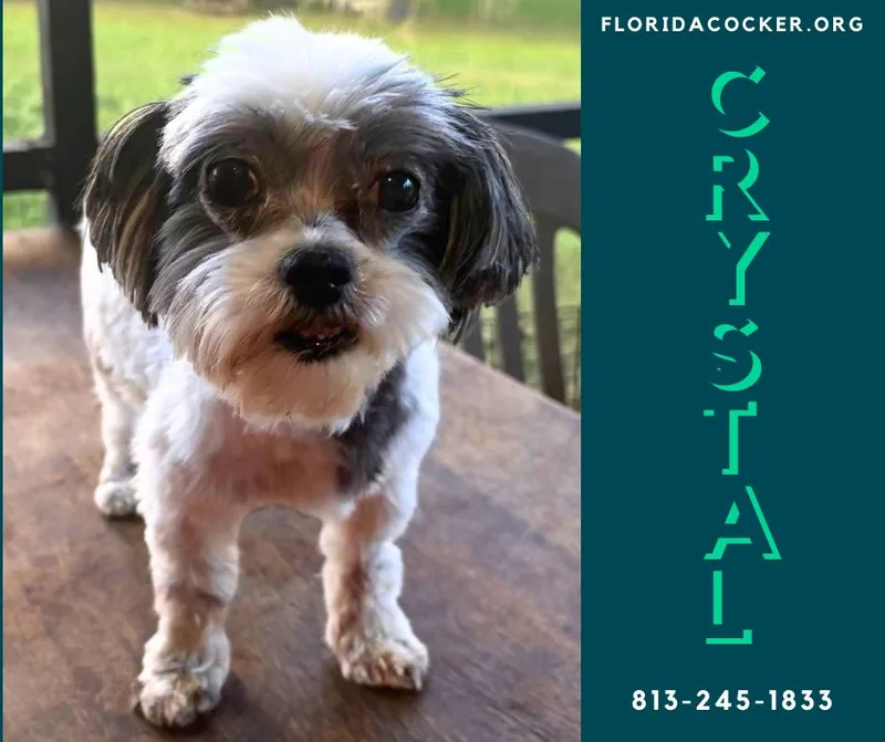 An adult small-sized female Maltese dog named Crystal for adoption in Land O Lakes, FL