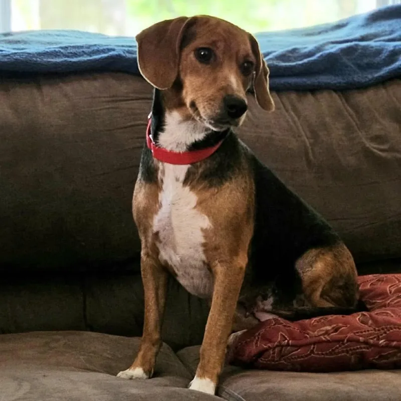 An adult small-sized female Brown / Chocolate Beagle dog named Lottie for adoption in Pittsburg, KS
