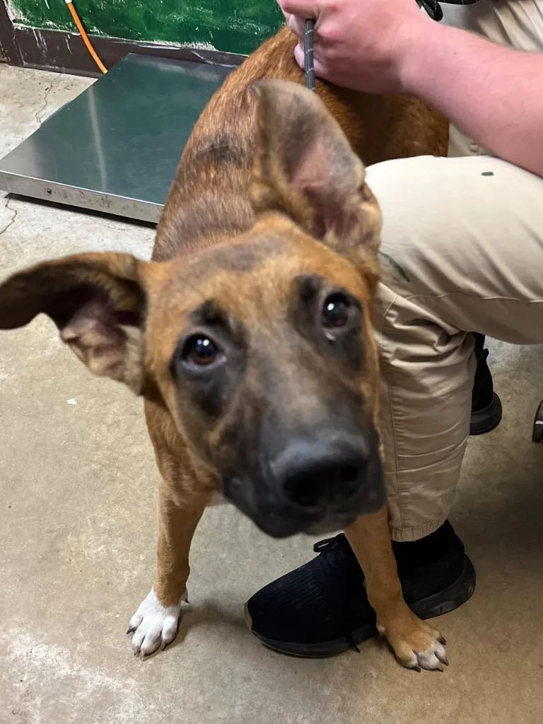 A young large-sized male Belgian Shepherd / Malinois dog named Maynard for adoption in New Braunfels, TX