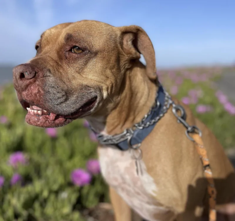 A senior large-sized male Golden Boxer dog named Jax for adoption in Amherst, MA