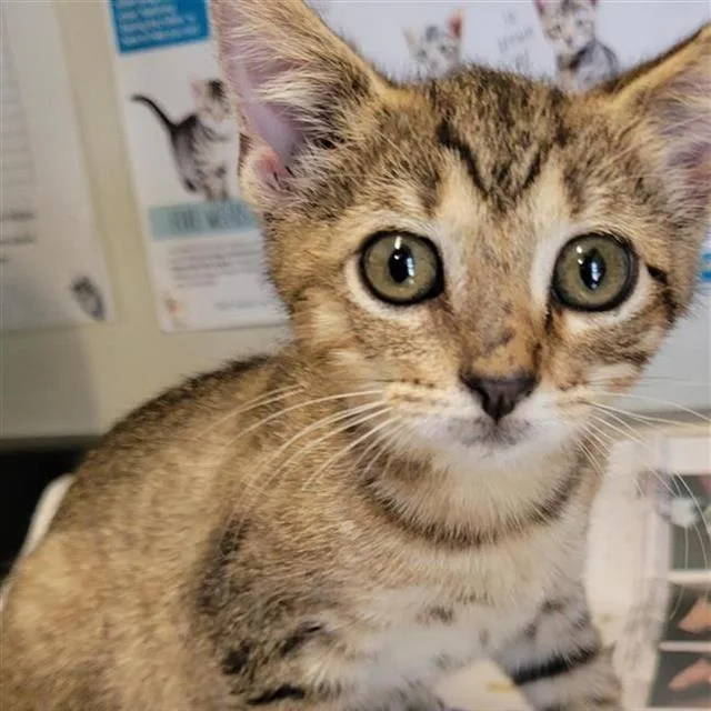 A baby small-sized female Domestic Short Hair cat named Scout for adoption in San Antonio, TX