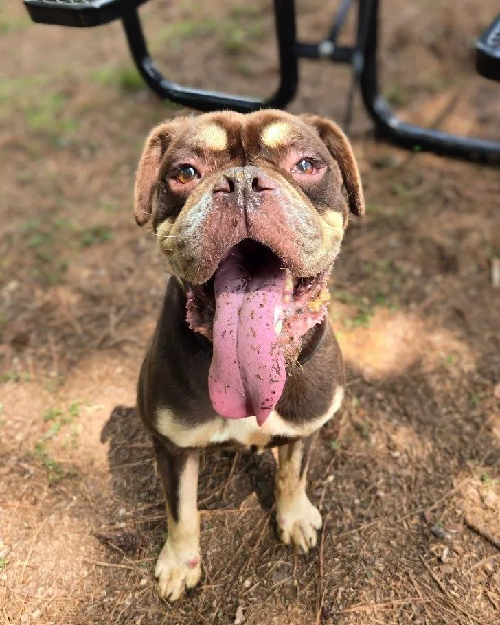 An adult medium-sized male Mixed Breed dog named Bentley for adoption in Douglasville, GA