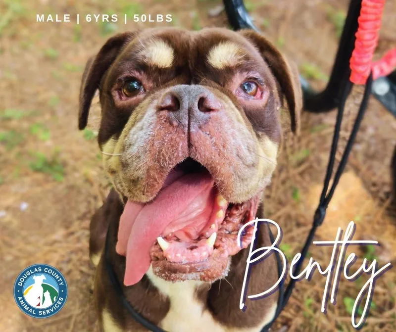 Bentley thumbnail 4