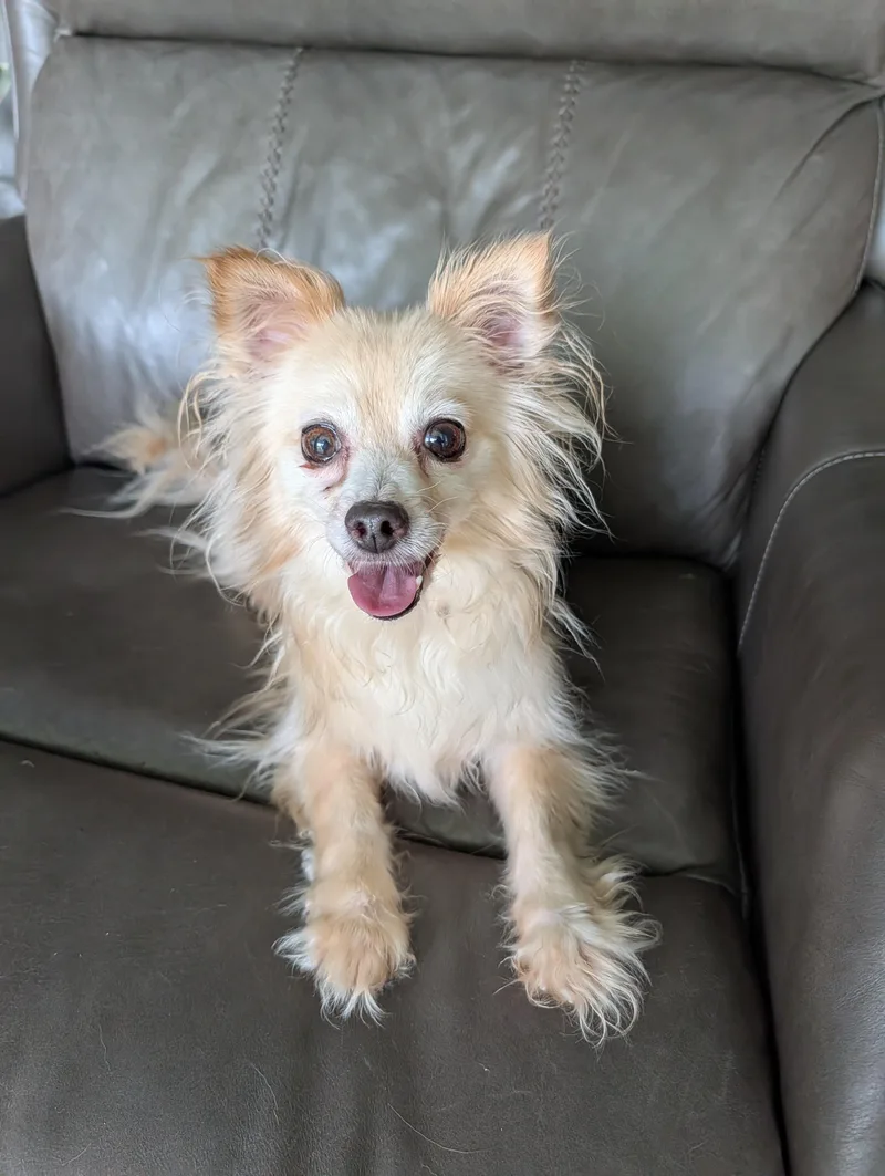 A senior small-sized female White / Cream Chihuahua dog named Daphne for adoption in Baton Rouge, LA