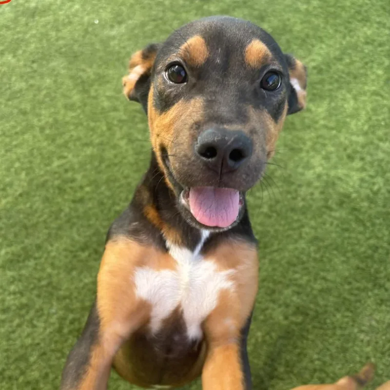 A baby small-sized male Brown / Chocolate Mixed Breed dog named Tugboat for adoption in LOXAHATCHEE, FL