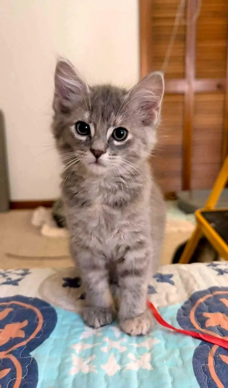 A baby medium-sized female Domestic Medium Hair cat named Luisa for adoption in Mount Juliet, TN