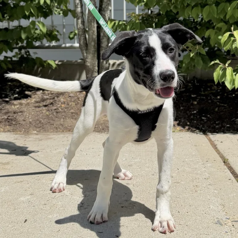 A baby small-sized female Black Hound dog named Birdie for adoption in East Hampton, NY