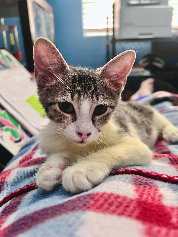 A baby medium-sized female Domestic Short Hair cat named Fifa for adoption in tucson, AZ