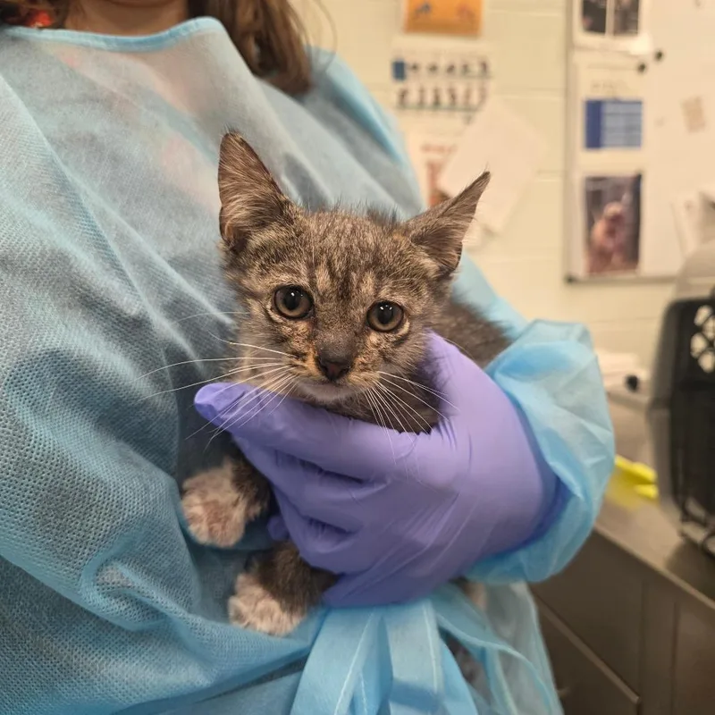 A baby small-sized female Gray / Blue / Silver Domestic Short Hair cat named Dock for adoption in Chattanooga, TN