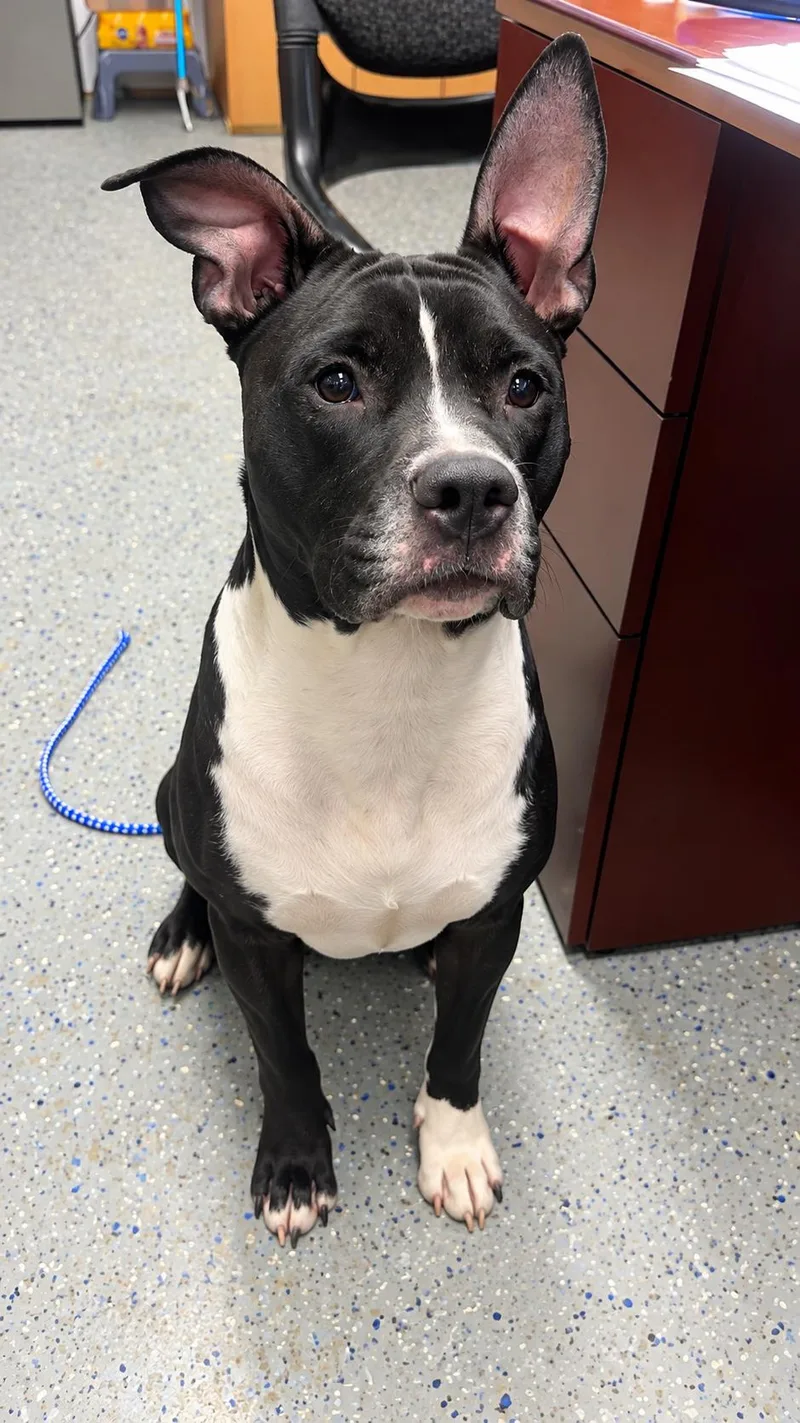 An adult large-sized male Pit Bull Terrier dog named Chief for adoption in Jeffersonville, IN