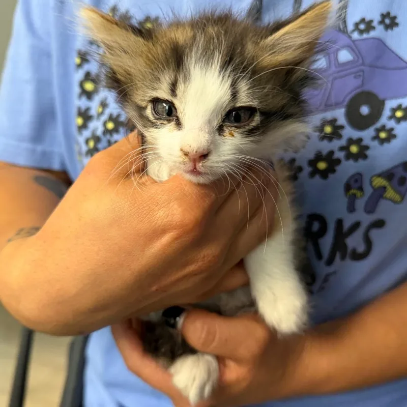 A baby small-sized female Calico Domestic Medium Hair cat named Gypsy for adoption in Midland, TX