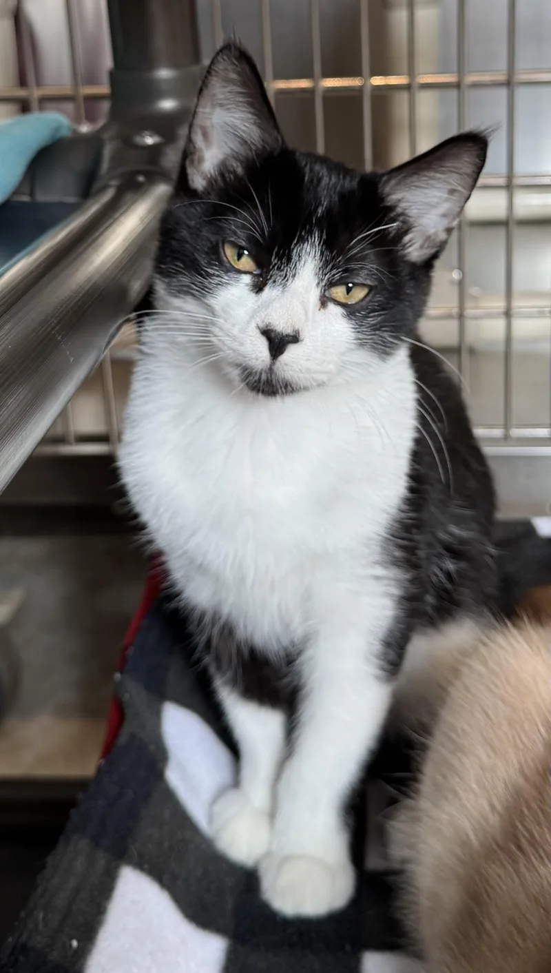 A young medium-sized male Black & White / Tuxedo Domestic Short Hair cat named George for adoption in Jamestown, ND