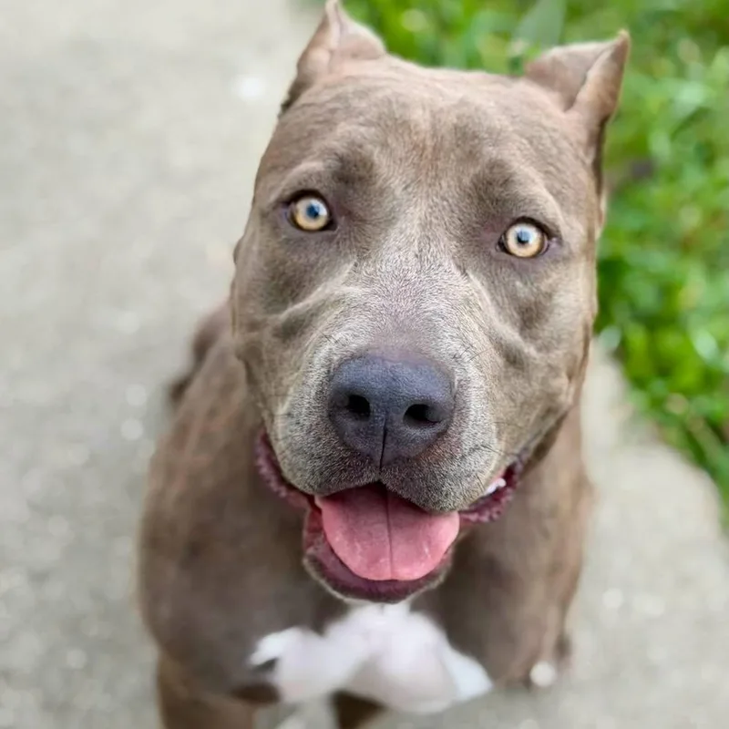 A young medium-sized female Pit Bull Terrier dog named Vesper for adoption in Effingham, IL