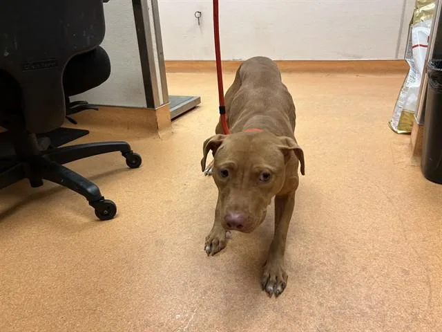 A young medium-sized female Pit Bull Terrier dog named Mumbai for adoption in Martinez, CA