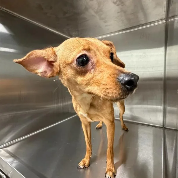 Elliot — Bonded Buddy