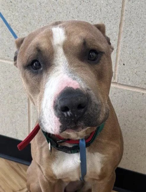 A young medium-sized male Pit Bull Terrier dog named Dante for adoption in Richardson, TX
