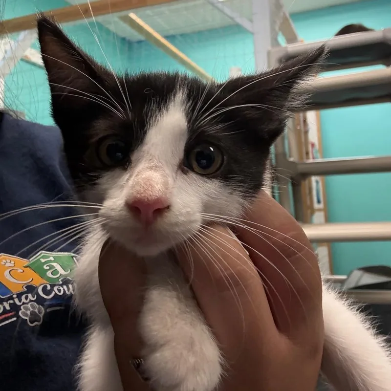 A baby small-sized female Black Domestic Short Hair cat named Foxy for adoption in Lake Jackson, TX