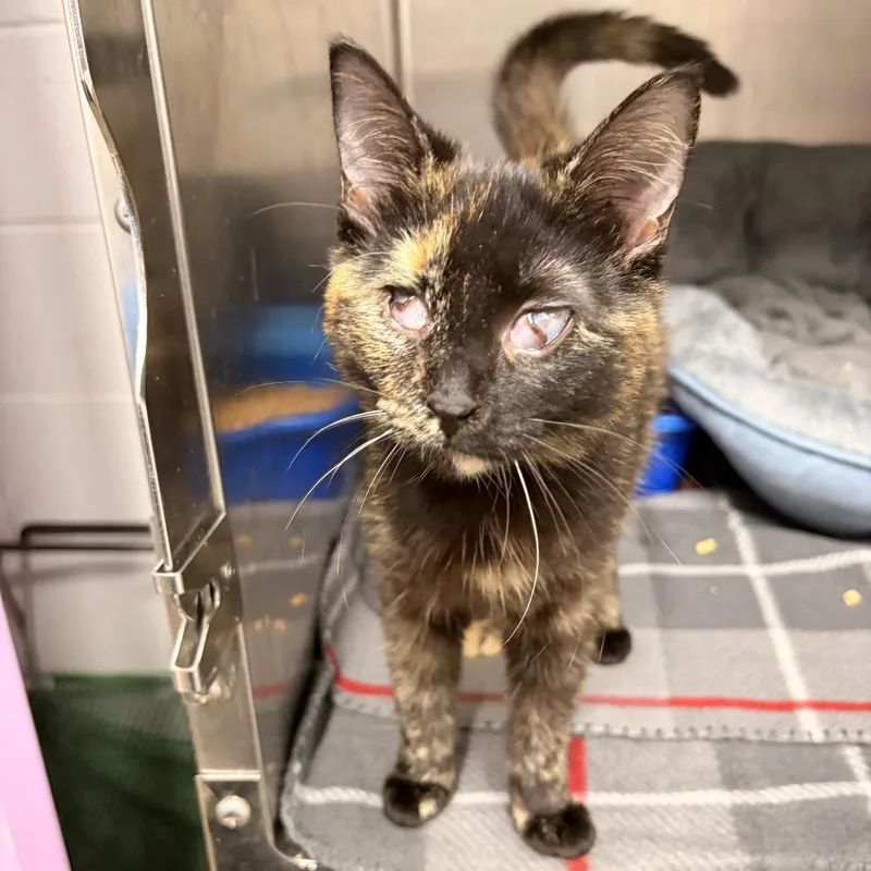 A young medium-sized female Tortoiseshell Domestic Short Hair cat named Gelato for adoption in Franklin, NC