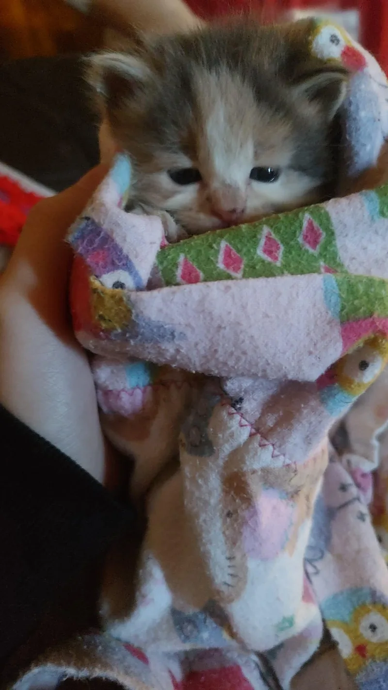 A baby medium-sized female Dilute Calico cat named Dilute for adoption in Fair Oaks, IN