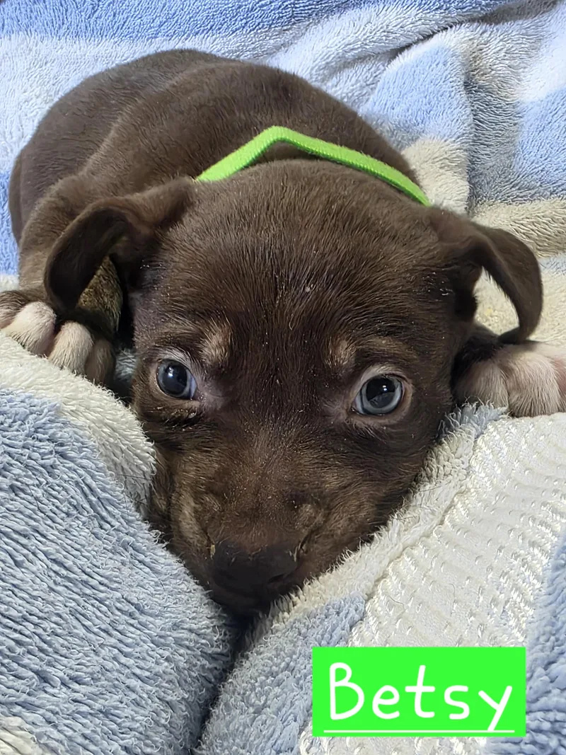A baby large-sized female Dutch Shepherd dog named Betsy for adoption in Walthill, NE