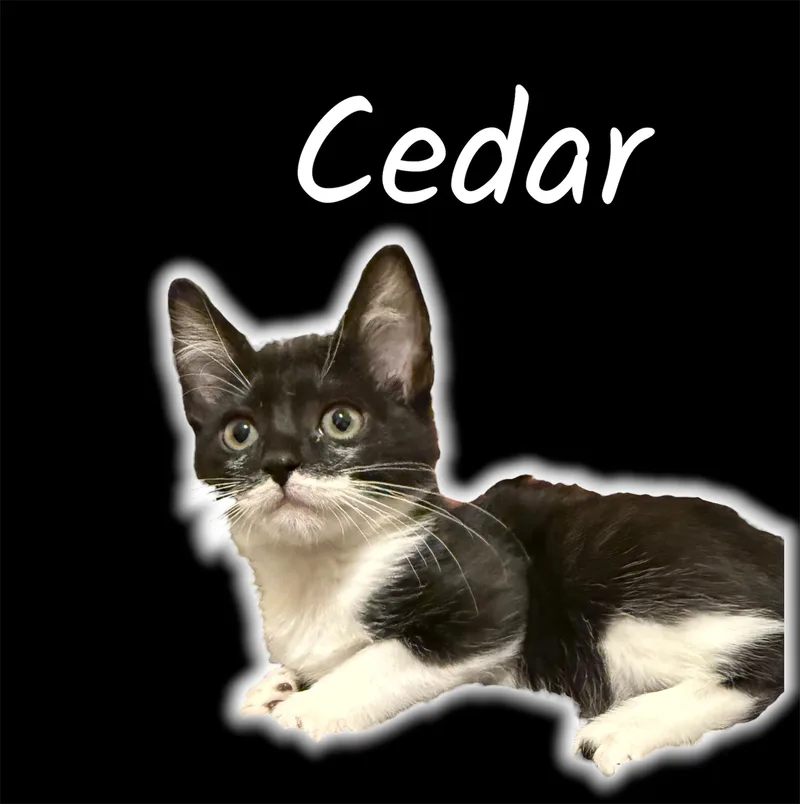 Cedar