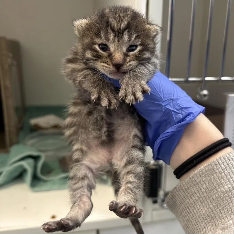 A baby small-sized female Brown / Chocolate Domestic Short Hair cat named Melzy for adoption in Philadelphia, PA