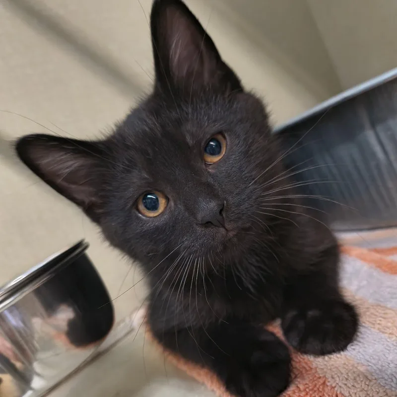 A baby large-sized male Black Domestic Short Hair cat named Ed for adoption in Saint Marys, PA