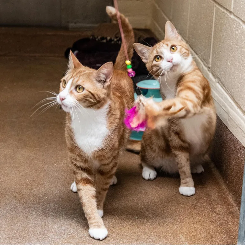 Pacific Punch thumbnail 2