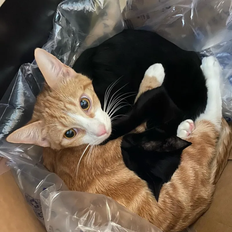 Pacific Punch thumbnail 3