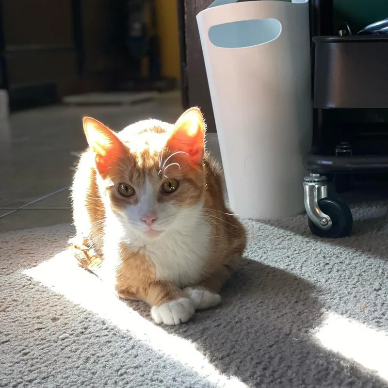 Pacific Punch thumbnail 4