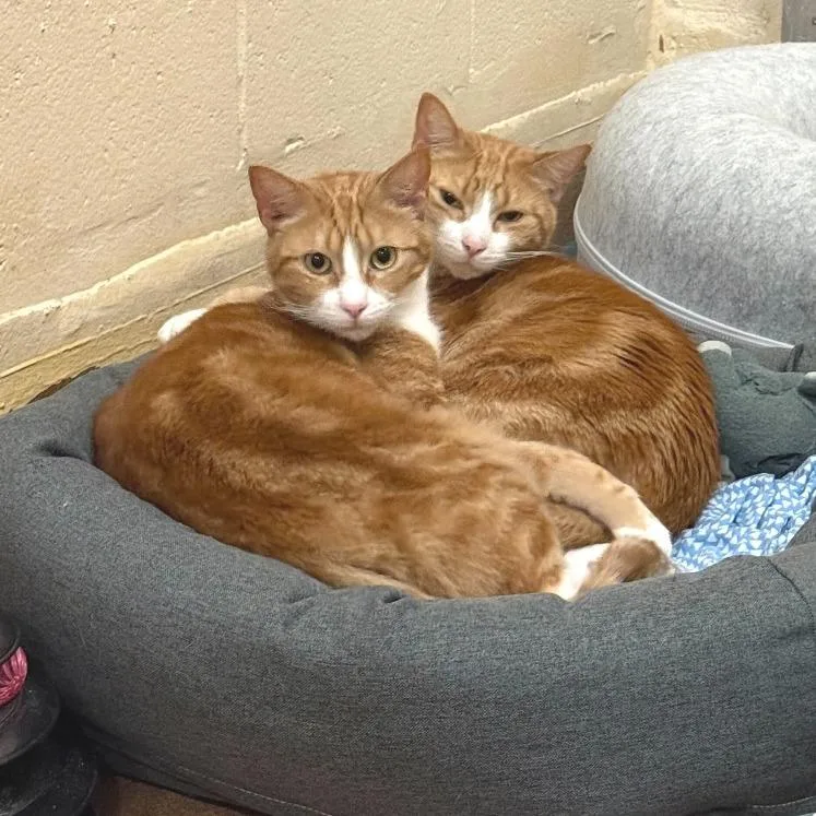 Pacific Punch thumbnail 5