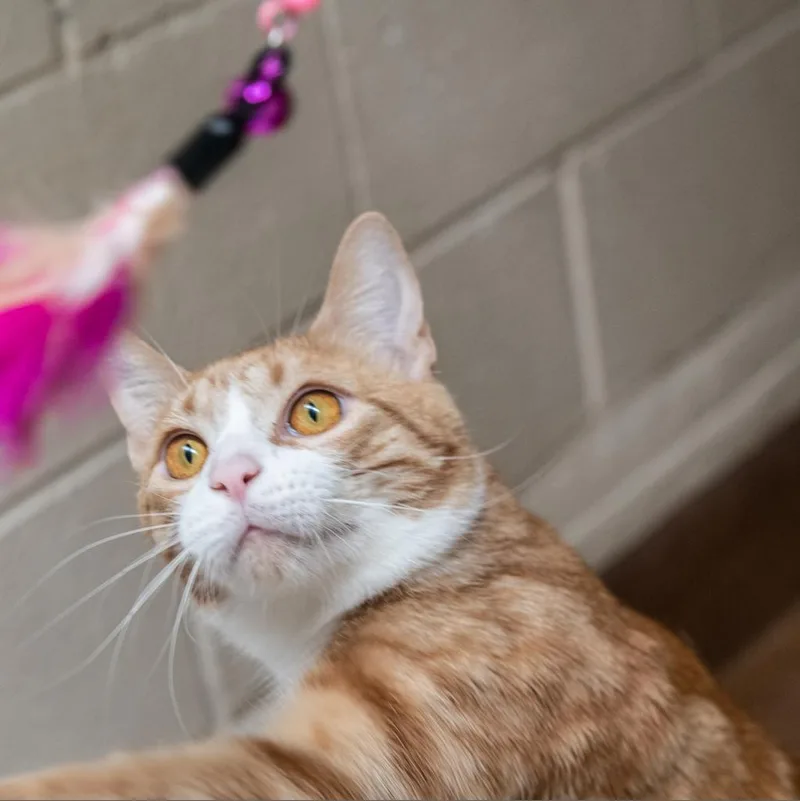 Pacific Punch thumbnail 6