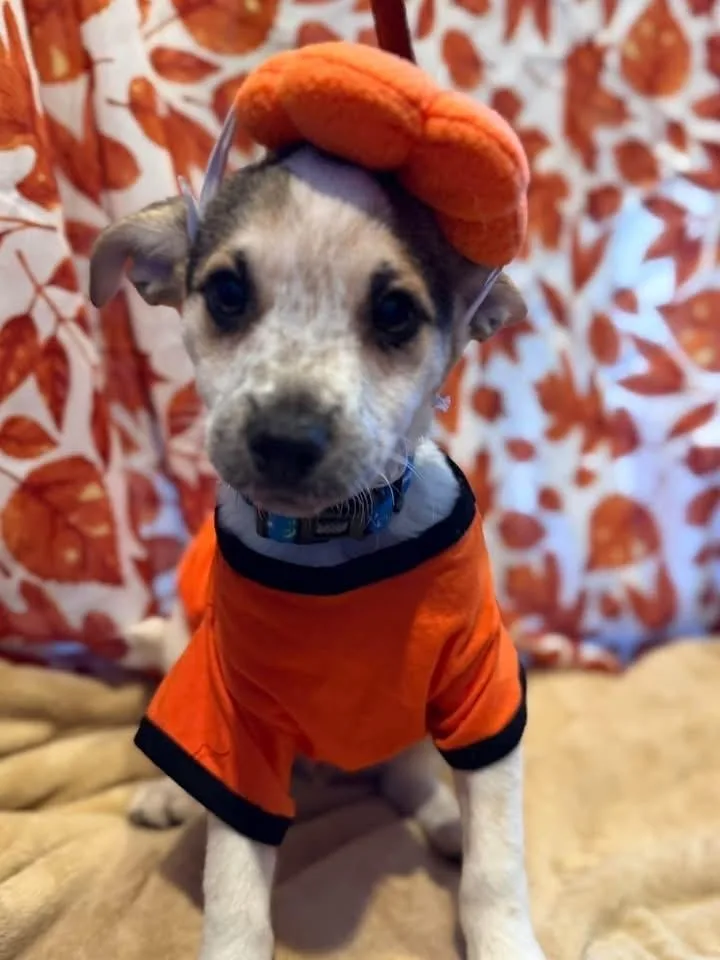 A baby small-sized male Chihuahua dog named Eraser for adoption in Scranton, PA