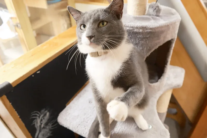 A young medium-sized male Domestic Short Hair cat named Monte for adoption in South Ozone Park, NY
