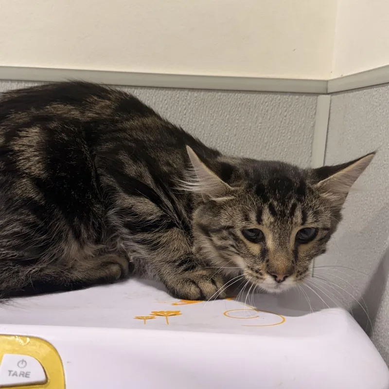 A young medium-sized male Domestic Medium Hair cat named Drake for adoption in Tampa, FL