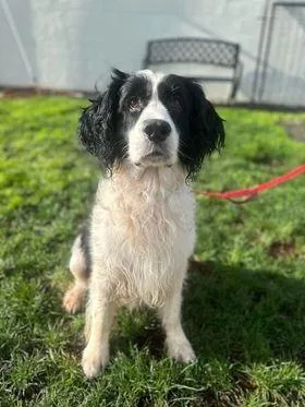 A senior large-sized male English Springer Spaniel dog named Dash for adoption in Brookings, OR