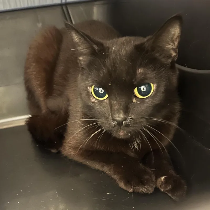 An adult medium-sized female Black Domestic Short Hair cat named Carrot for adoption in Oak Park, IL