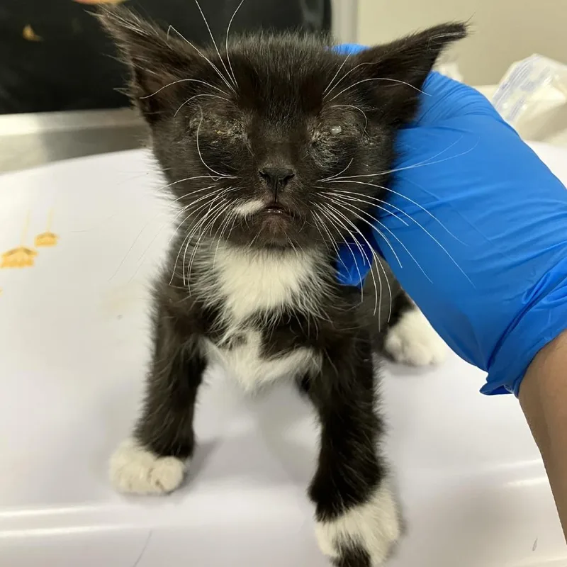 A baby small-sized female Black Domestic Short Hair cat named Jenga for adoption in Las Cruces, NM