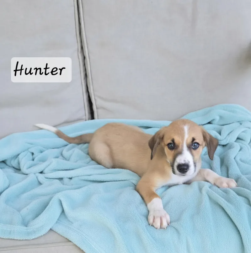 A baby medium-sized male Terrier dog named Hunter for adoption in Manchester, CT