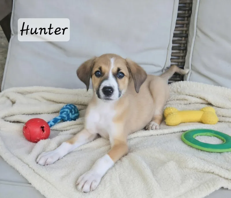 Hunter thumbnail 2