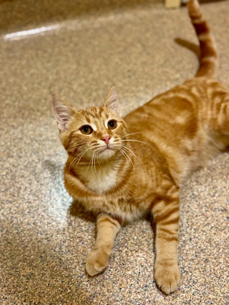 A young medium-sized male Tabby (Orange / Red) Domestic Short Hair cat named Chester for adoption in Fremont, MI