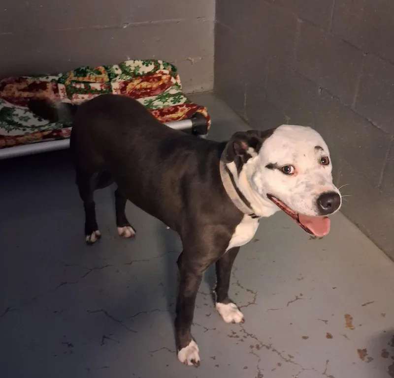An adult medium-sized female Brown / Chocolate Pit Bull Terrier dog named Charlie for adoption in Stuart, VA