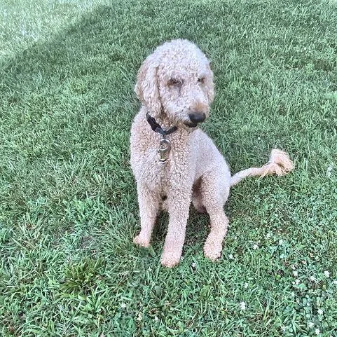A young medium-sized male Standard Poodle dog named Peanut for adoption in Rutherfordton, NC