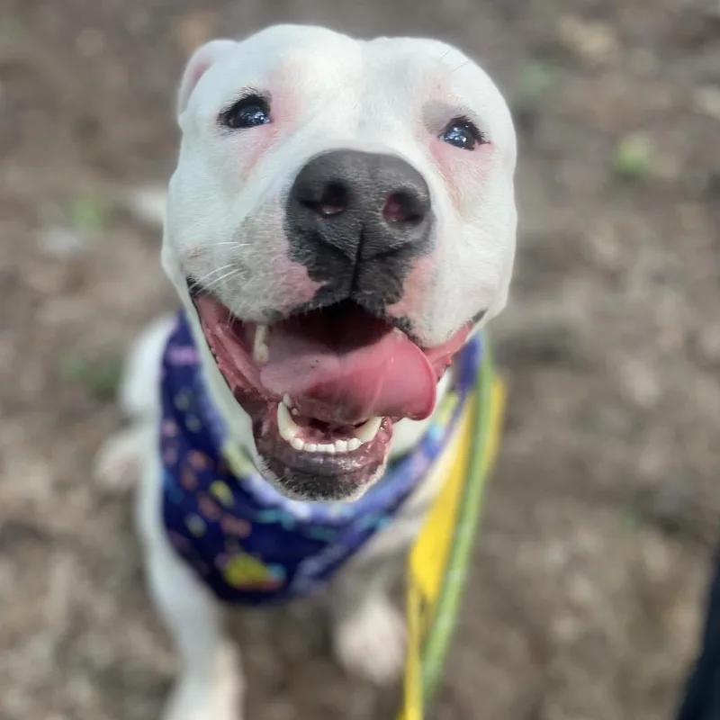 A young medium-sized male American Bulldog dog named Sprite for adoption in Greensboro, NC