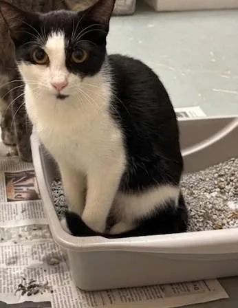 An adult small-sized female Black & White / Tuxedo Domestic Short Hair cat named Noxeema for adoption in Harlingen, TX