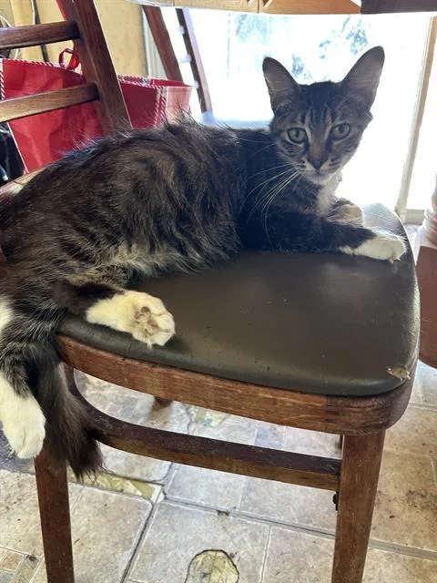 A young large-sized female Domestic Medium Hair cat named Diamond for adoption in Martinez, CA