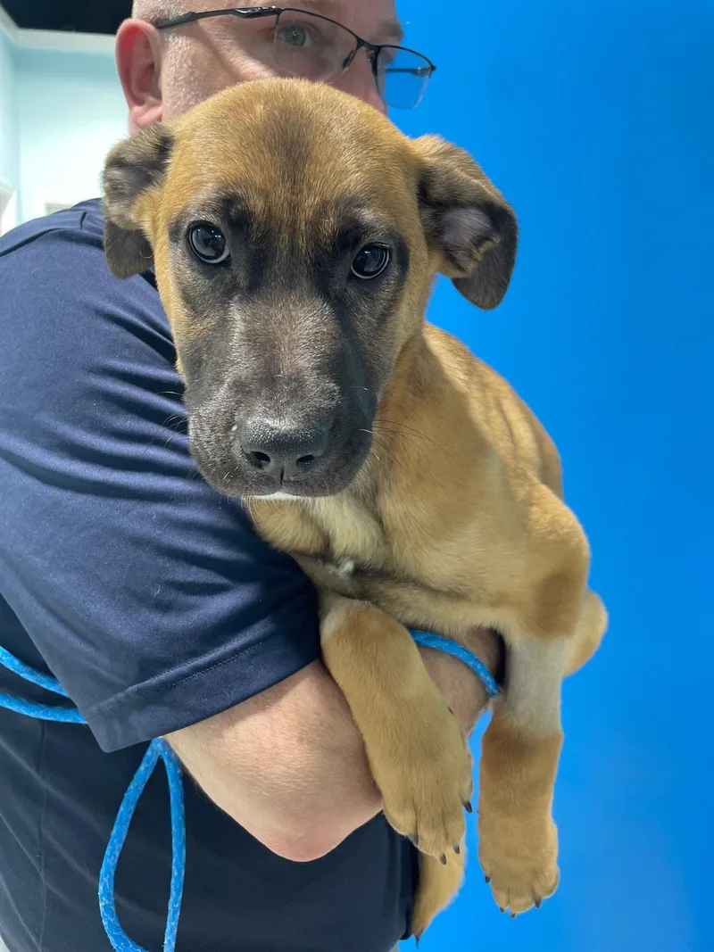 A young medium-sized female German Shepherd Dog dog named Samantha for adoption in Herndon, VA
