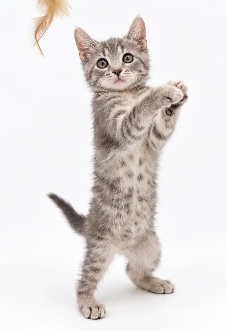 A baby small-sized female Tabby (Gray / Blue / Silver) Silver cat named Kiera can't be any for adoption in Bedford Hills, NY