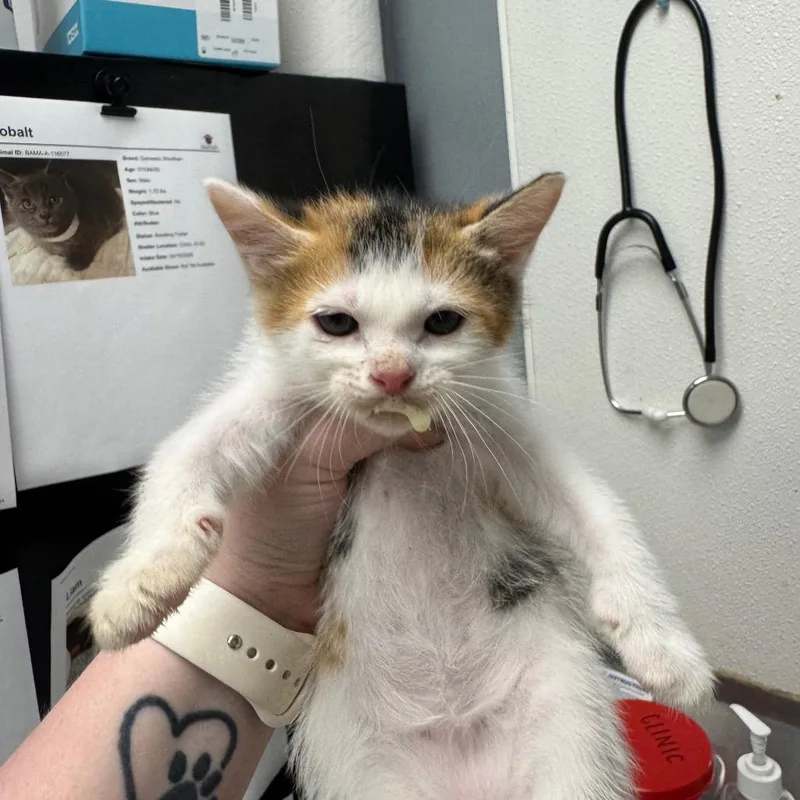 A baby small-sized female White Domestic Short Hair cat named Monica for adoption in Birmingham, AL